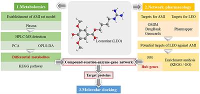 Investigation of the protective mechanism of leonurine against acute myocardial ischemia by an integrated metabolomics and network pharmacology strategy